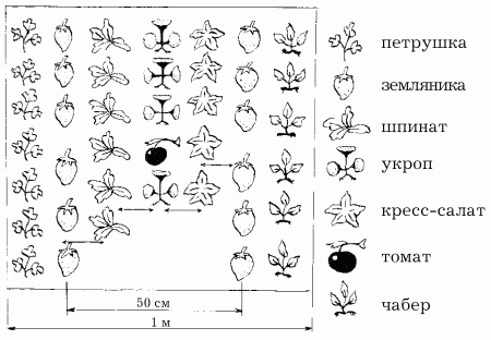 Планировка участка