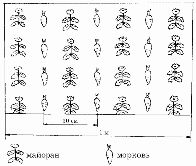 Планировка участка