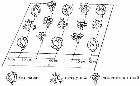 Планировка участка