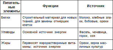 Шиншиллы
