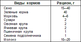 Шиншиллы