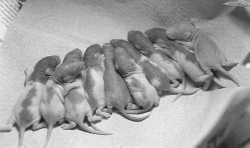 развитие крыс. развитие крыс. новорождённые крысы домашние. размножение мышей. новорожденные декоративные крысята.