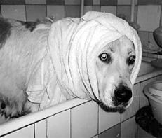 Собаки от А до Я