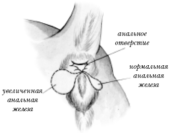 Собаки от А до Я
