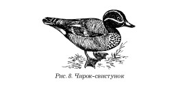 Охота по перу