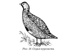 Охота по перу