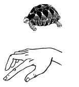 Упражнение черепашка. Пальчиковая гимнастика черепашка. Пальчиковая гимнастика черепаха. Пальчиковая гимнастика черепаха для детей. Пальчиковая гимнастика черепашка в панцире живет.