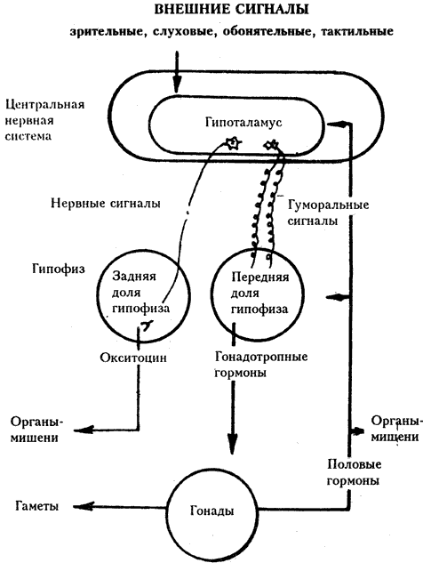 Допинги в собаководстве