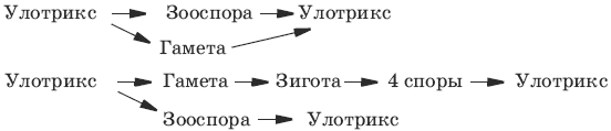 Тесты по биологии. 6 класс