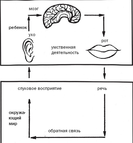 Слух и восприятие звука