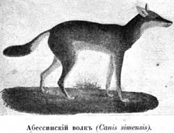 Наши домашнiя животныя. Собаки