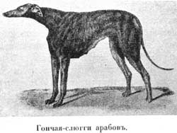 Наши домашнiя животныя. Собаки
