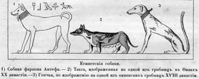 Наши домашнiя животныя. Собаки