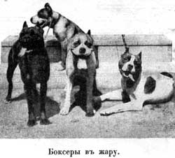 Наши домашнiя животныя. Собаки