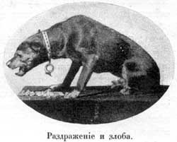 Наши домашнiя животныя. Собаки