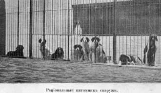 Наши домашнiя животныя. Собаки
