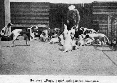 Наши домашнiя животныя. Собаки