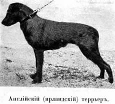 Наши домашнiя животныя. Собаки