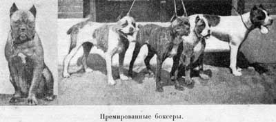 Наши домашнiя животныя. Собаки