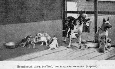 Наши домашнiя животныя. Собаки