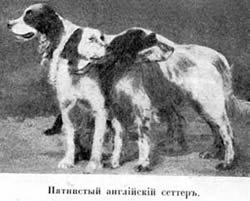 Наши домашнiя животныя. Собаки