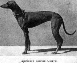 Наши домашнiя животныя. Собаки