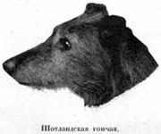 Наши домашнiя животныя. Собаки