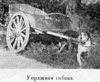 Наши домашнiя животныя. Собаки