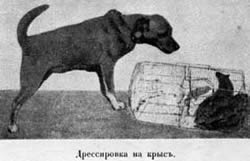 Наши домашнiя животныя. Собаки